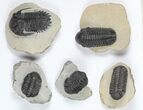 Lot: Assorted Devonian Trilobites - Pieces #92158-2